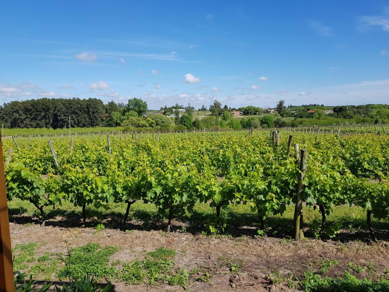 Pizzorno Lodge & Wine Progreso Luaran gambar